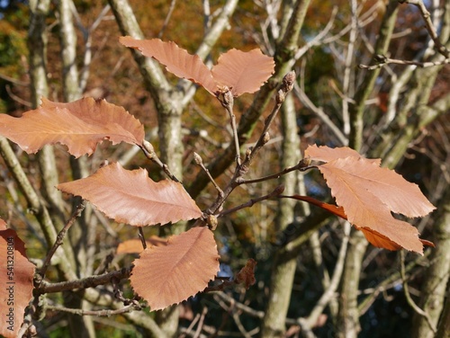 Buchenblaub an Ästen im Herbst photo