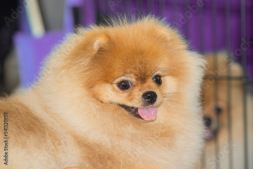 Pure breed pomeranian dog
