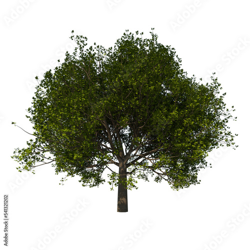Front view tree  Arce Saccharum 2  png