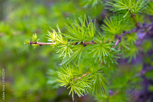 Young green branch of larch Close up. spring growing season. fresh fluffy larch.