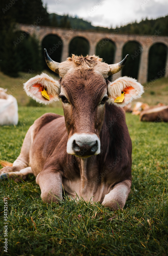 Vertical portrait of beautiful and cute brown cow lie on the grass and posing to camera. Young cow on the green meadow with forest on background.