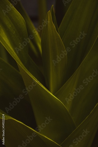 leaves background