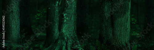 Φωτογραφία Forest panorama