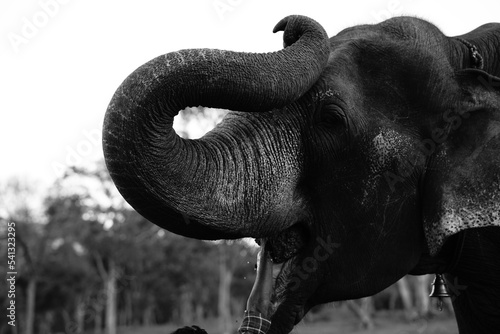 elephant in zoo