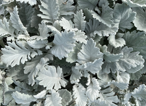 closeup of dusty miller plants (Senecio cineraria)