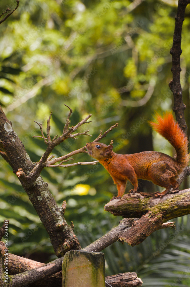 squirrel on a tree squirrel on a tree