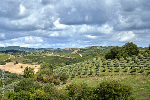 Agricultural landscape with olive and vine plantations in Tuscany