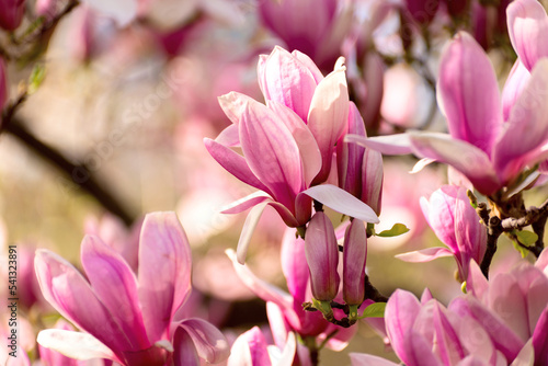 Magnolia tree blossoms in springtime. Bright magnolia flower in warm sunny day in april. Romantic floral backdrop. Blooming magnolia tree in spring,