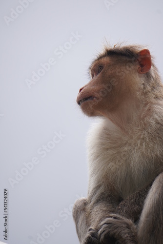close up of a macaque