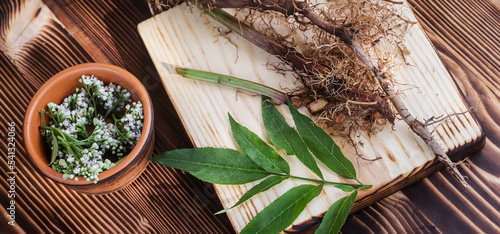 Dried rhizomes and roots of valerian medicinal. Transparent jar with fresh valerian flowers. Ingredients for apothecary of natural herbal medicines photo