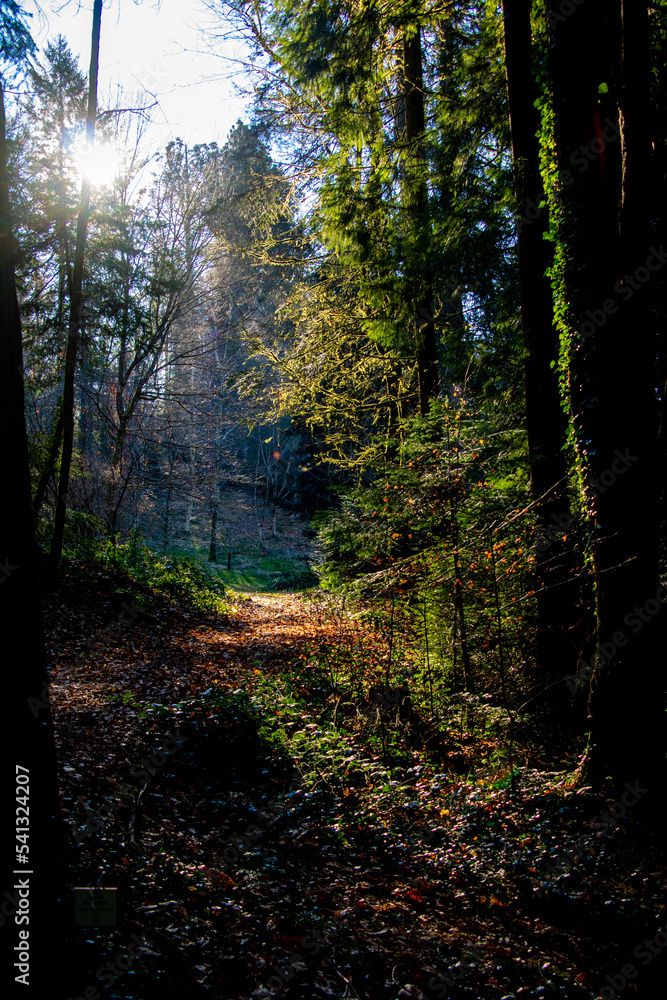 Fototapeta premium Balade dans la campagne limousine