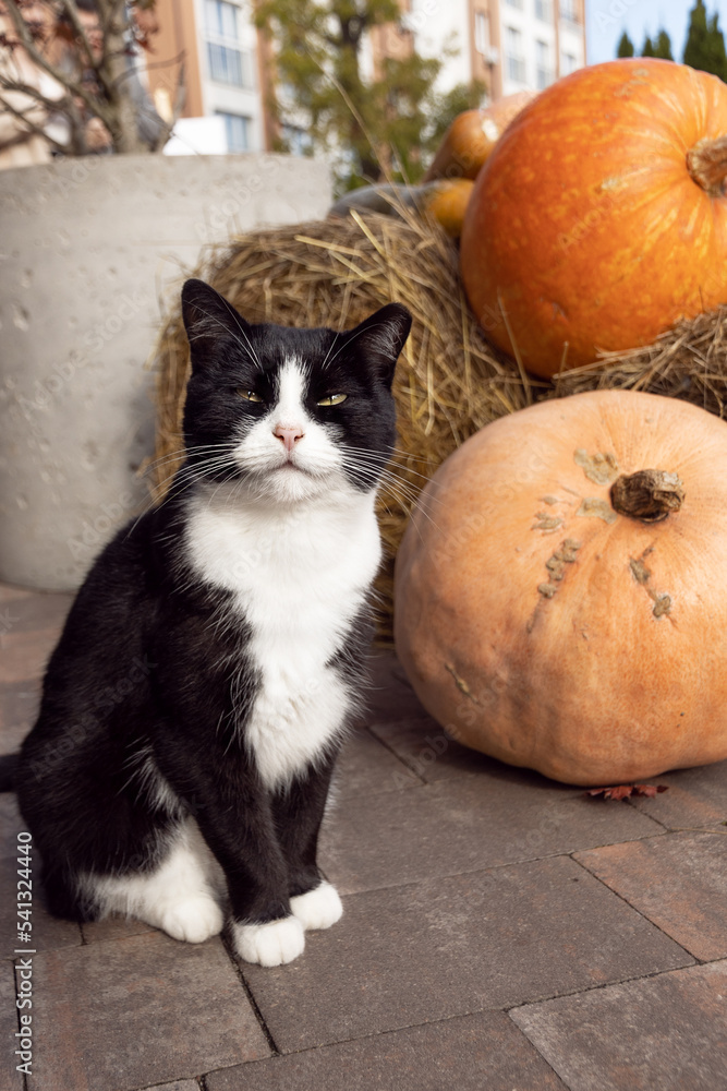 black and white cat sits next to pumpkins on street, halloween black and white cat sits next to pumpkins on street, halloween