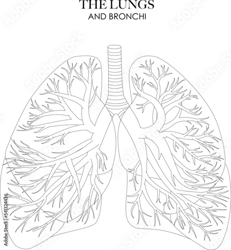 Lungs and Bronchi anatomy structure black and white illustration. Unlabeled line art for coloring and learning 