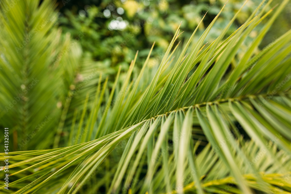 Tropical jungle palm foliage background. Beauty in tropical nature banner for wallpaper, travel or vacation Tropical jungle palm foliage background. Beauty in tropical nature banner for wallpaper, travel or vacation