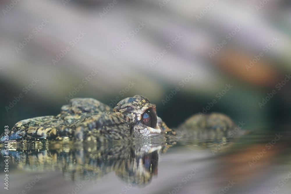 crocodile crocodile