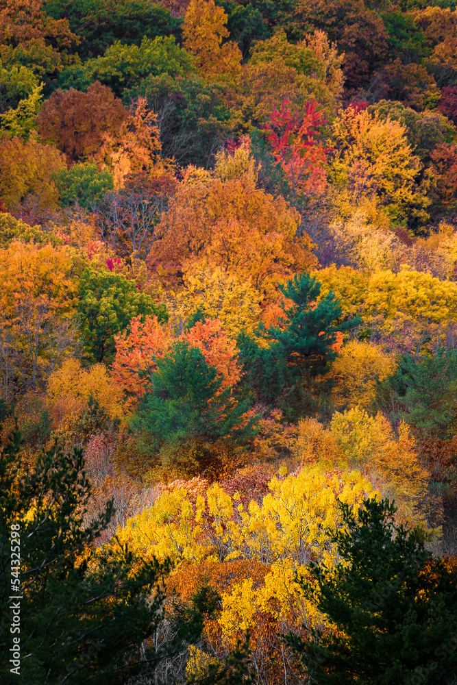 Autumn colors are on full display in Upstate NY this Fall.  October in NYS is a beautiful display of yellow, orange, red, gold, and green.