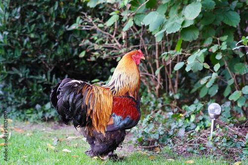 rooster in the garden