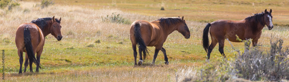 Fototapeta premium Horse on meadow