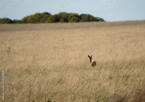 wild female roe deer (Capreolus capreolus) escapes across autumn meadows