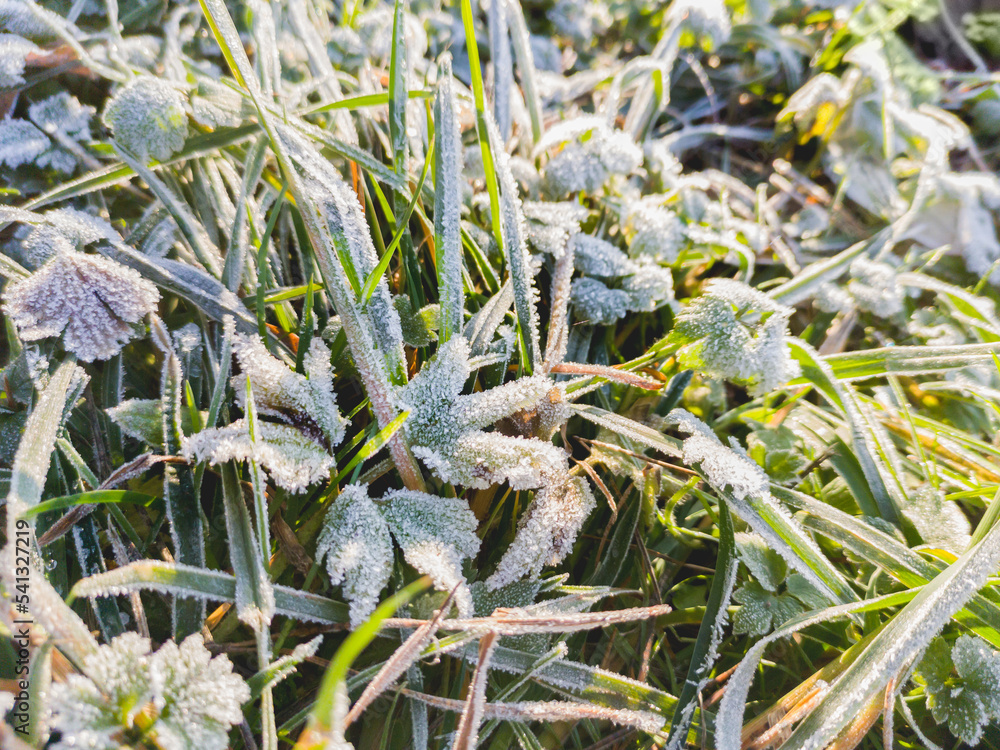 Morning hoarfrost on green leaves of grass. First frost at fall season. Late autumn in forest.