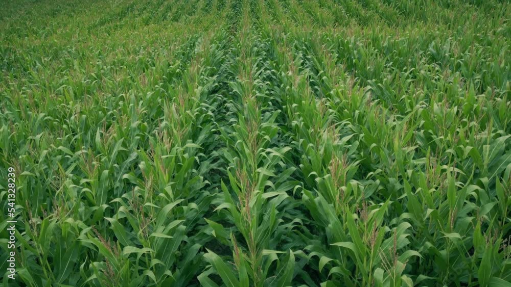 Corn Field In Breeze In The Summer Corn Field In Breeze In The Summer