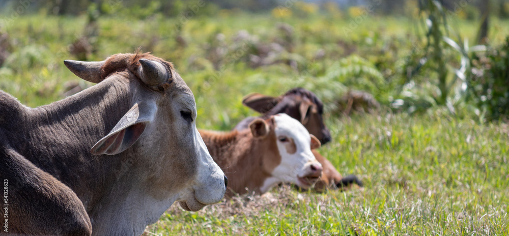 Images of animals in a rural setting.	