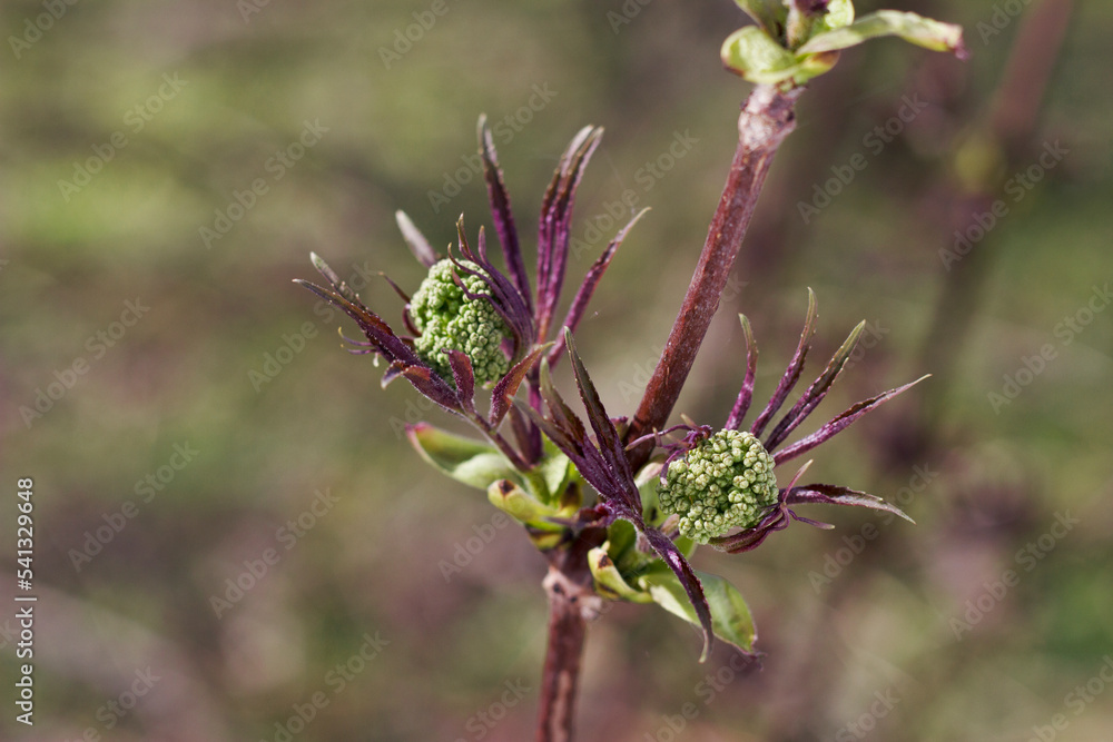 fresh little leaves of elder tree in spring forest fresh little leaves of elder tree in spring forest