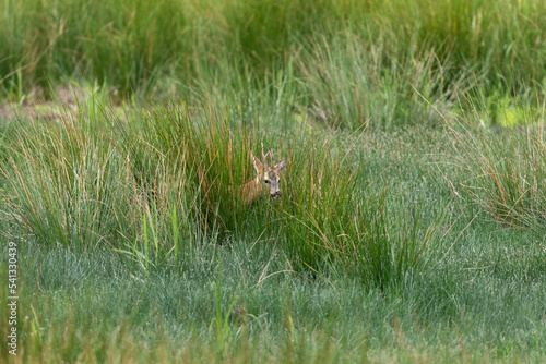 A young male roe deer creeping through the grass. © Andy Jenner 