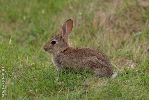 A baby rabbit grazing on grass. © Andy Jenner 