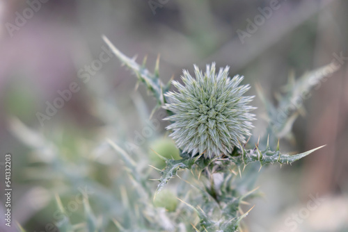 very nice round shaped flower with green and out of focus background