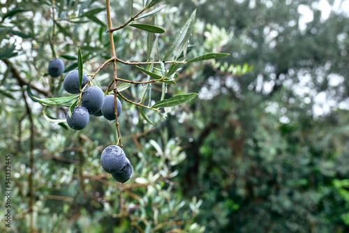 Olive branch with ripe fresh purple olives ready for harvest growing in mediterranean olive grove in Sicily, Italy. Olive trees garden in sunrise after the rain.