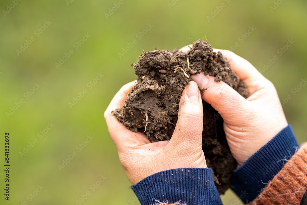 female in agriculture, soil science. agronomy on a ranch growing grass female in agriculture, soil science. agronomy on a ranch growing grass