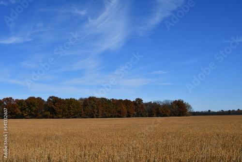 Autumn Soybean Field