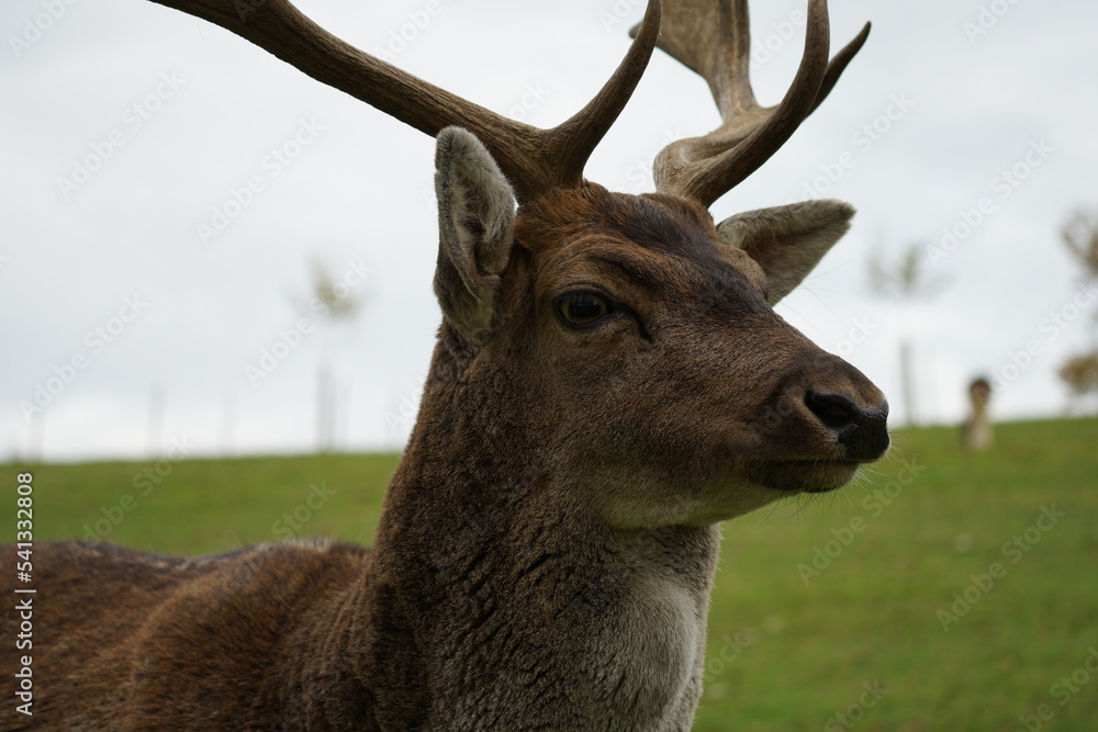 Obraz premium Hirsch-Kopf