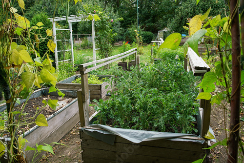 Part of  Botanical Garden Of Augsburg with with a vegetable garden in wooden rectangular plots   and climbing vegetable or fruit plants - cucmbers or vines.