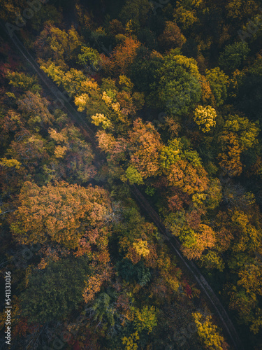 autumn colors in the forest aerial view