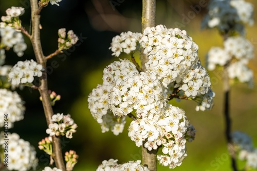 tree blossom in springtime with white flowers growing. native bush
