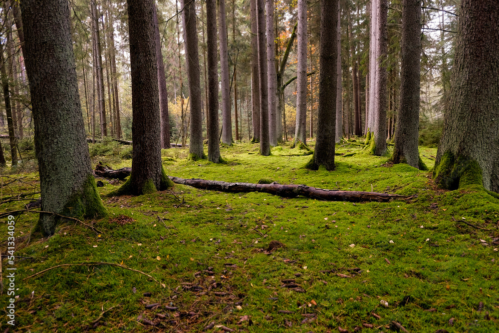 Mossy forest in sunshine. The light shines through the leaves on the forest floor. Bizarre deadwood and shadow plays make the autumn forest look very enchanted.
