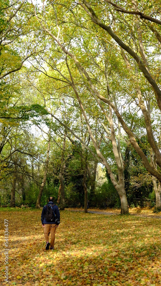 Fototapeta premium walk in the park