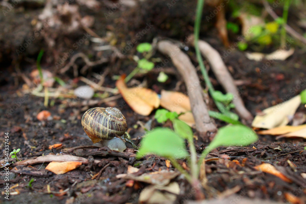 Snail from the back across landscape Snail from the back across landscape