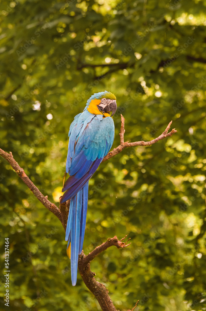 Obraz premium blue and yellow macaw