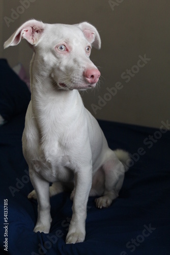 Perro Albino