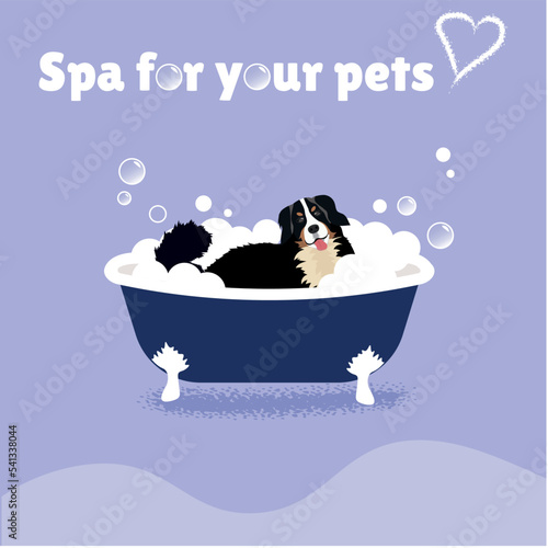  Bernese Mountain Dog sitting with his tongue sticking out in a tub of bubbles. grooming salon for dogs concept 