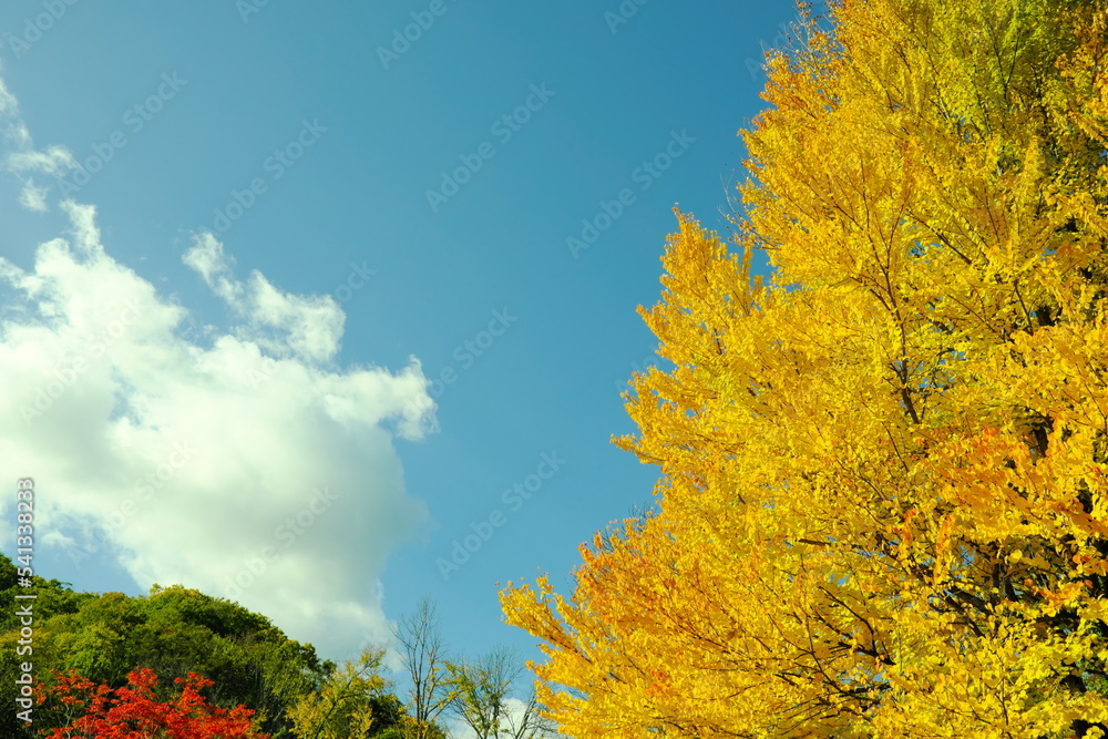 Fototapeta premium 美しい紅葉