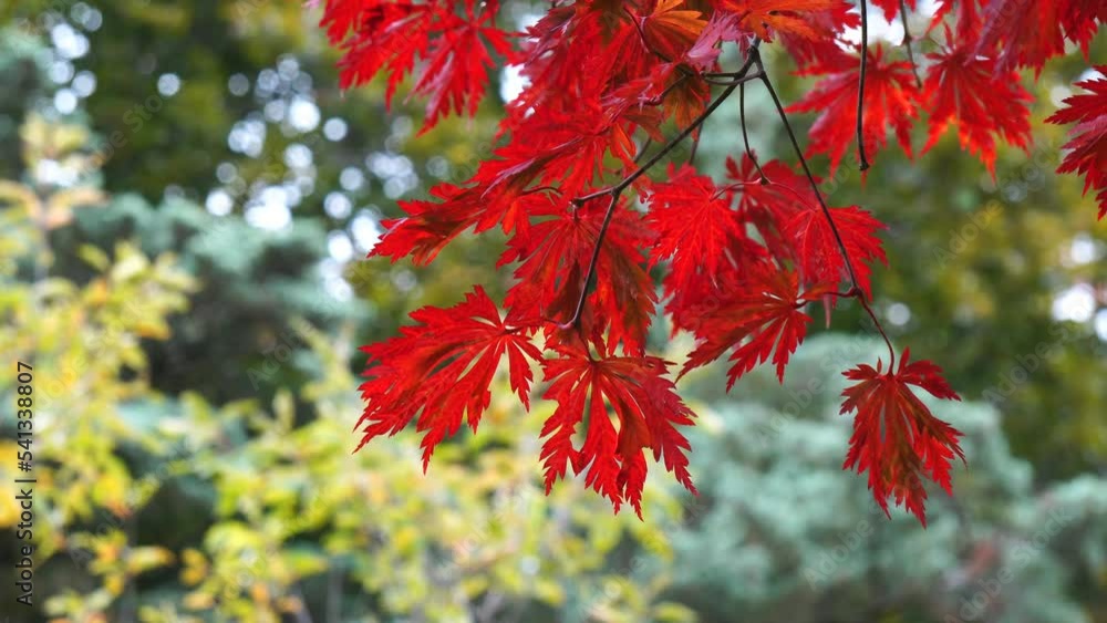 Acer japonicum ‘Aconitifolium’, also known as Japanese Full Moon Maple, or Dancing Peacock Maple, with its brilliant red fern shaped leaves Acer japonicum ‘Aconitifolium’, also known as Japanese Full Moon Maple, or Dancing Peacock Maple, with its brilliant red fern shaped leaves