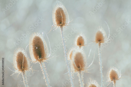 Closeup of thistle heads in the autumn with the forest behind in blurred background
