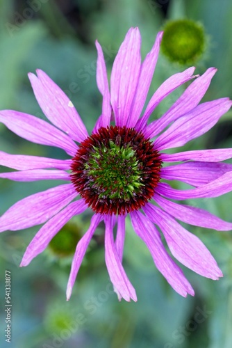 Top view of a pink echinacea flower.