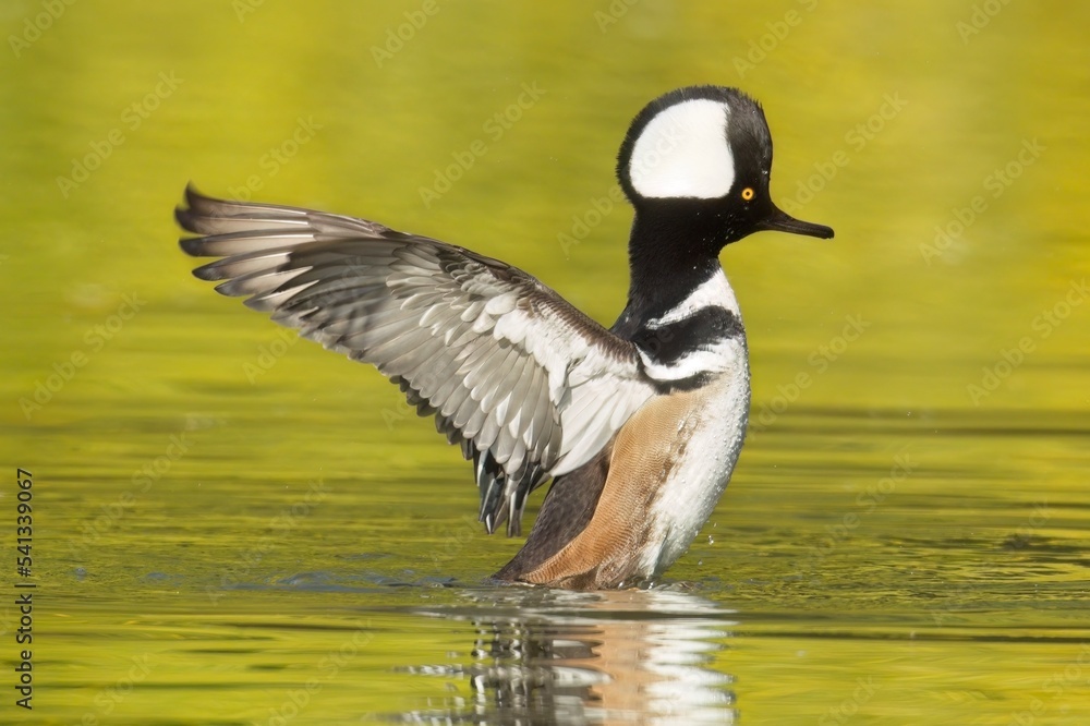 Hooded merganser flaps its wings in the water. Hooded merganser flaps its wings in the water.