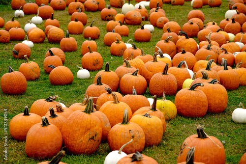 pumpkins on a farm