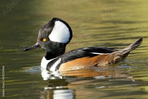 Pretty hooded merganser swimming in a pond.